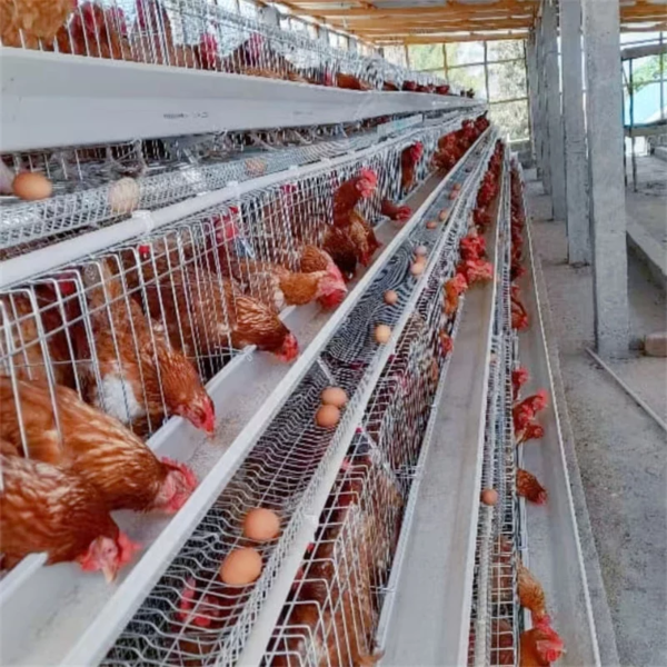 Lồng nuôi gà đẻ trứng công nghiệp - Lồng Nuôi Công Nghiệp Phát Đạt - Công Ty Lồng Nuôi Công Nghiệp Phát Đạt